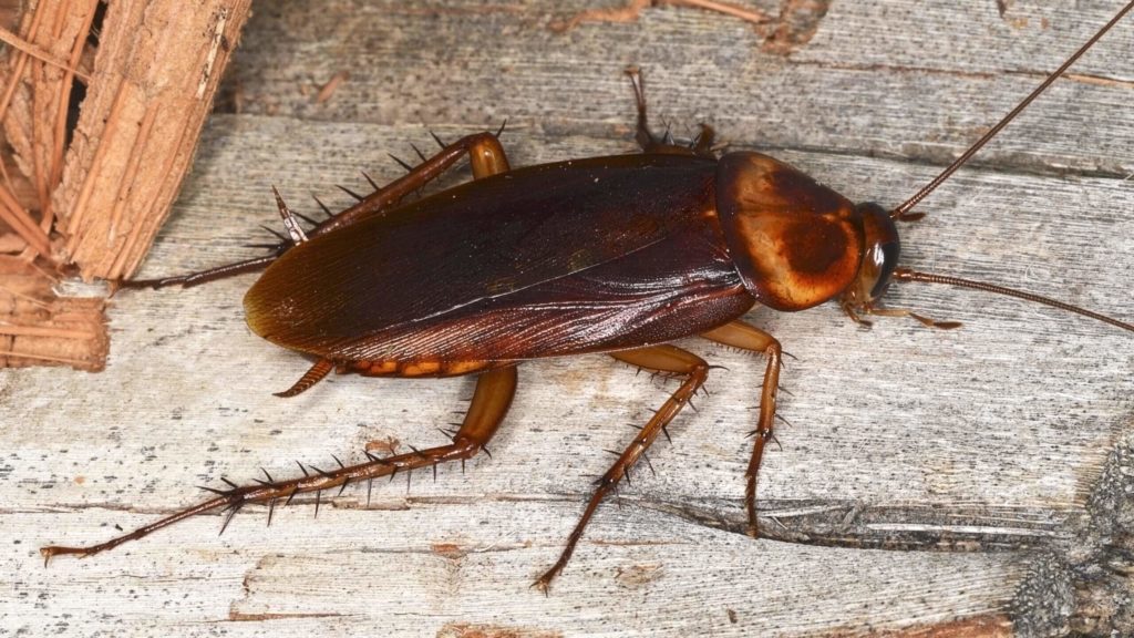 Unveiling the Meaning of Dreaming About Roaches: Interpretation and Symbolism