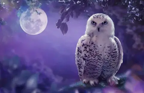 Unveiling the Symbolic Meaning of Owls in Dreams: A Fascinating Insight