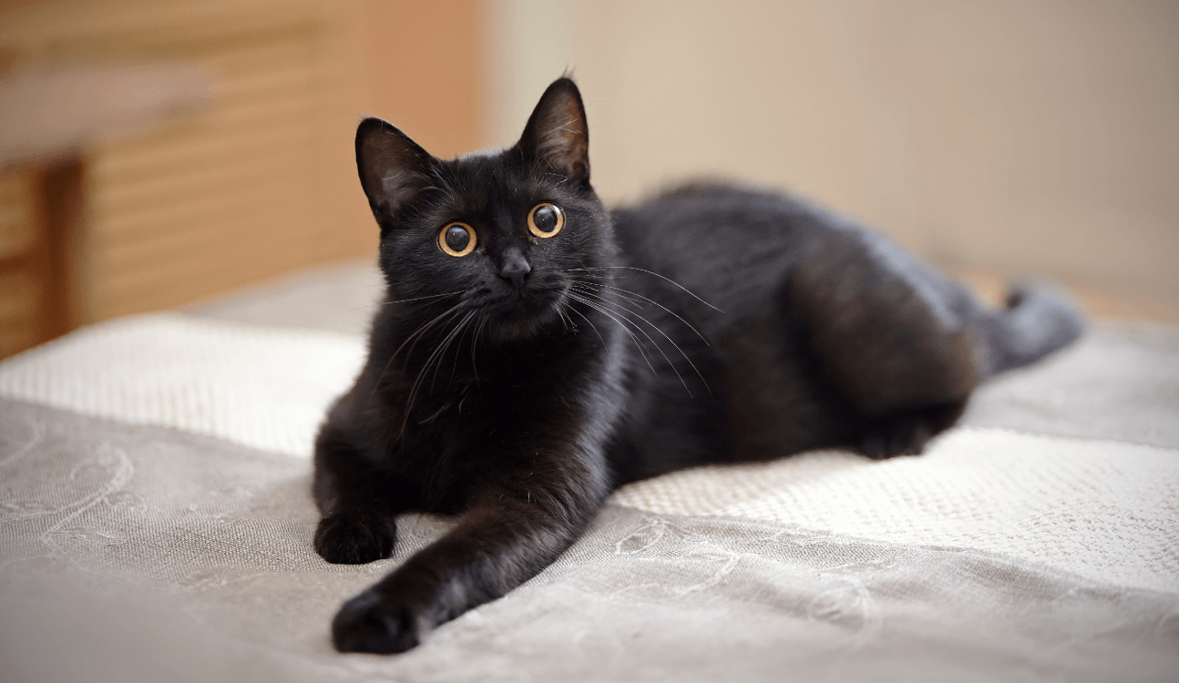 Black Cat Interpretation