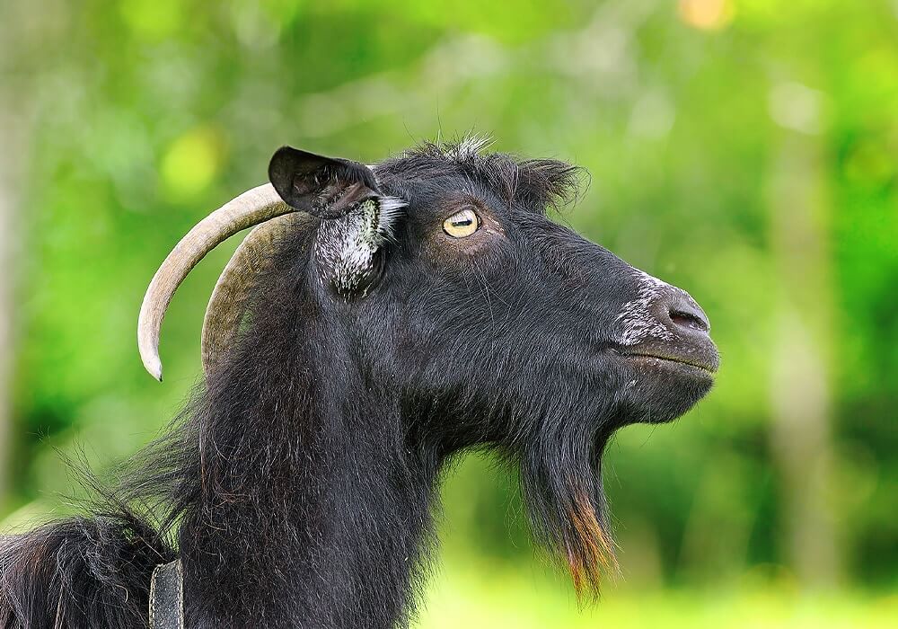 Black Goat Interpretation