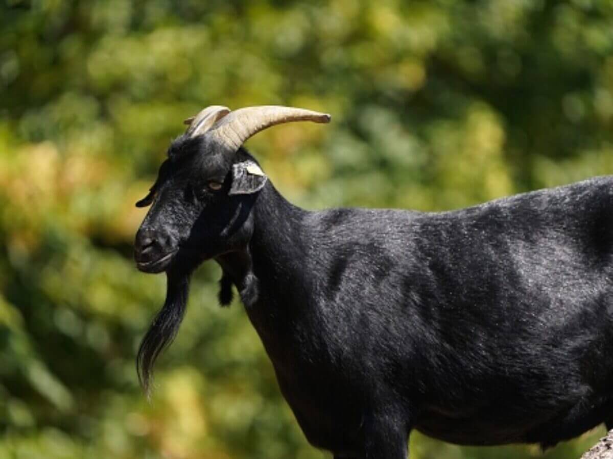 Black Goat Symbols