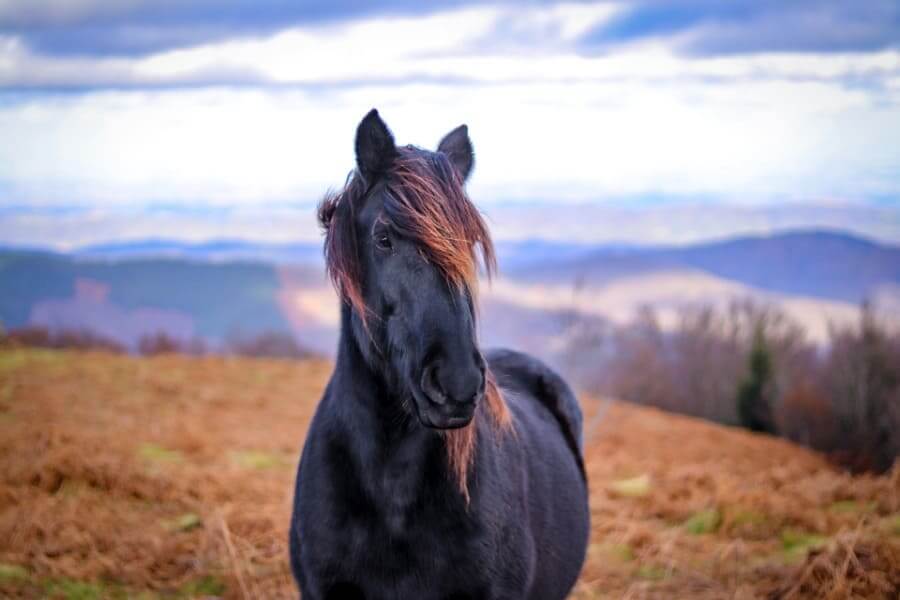Black Horse Interpretation