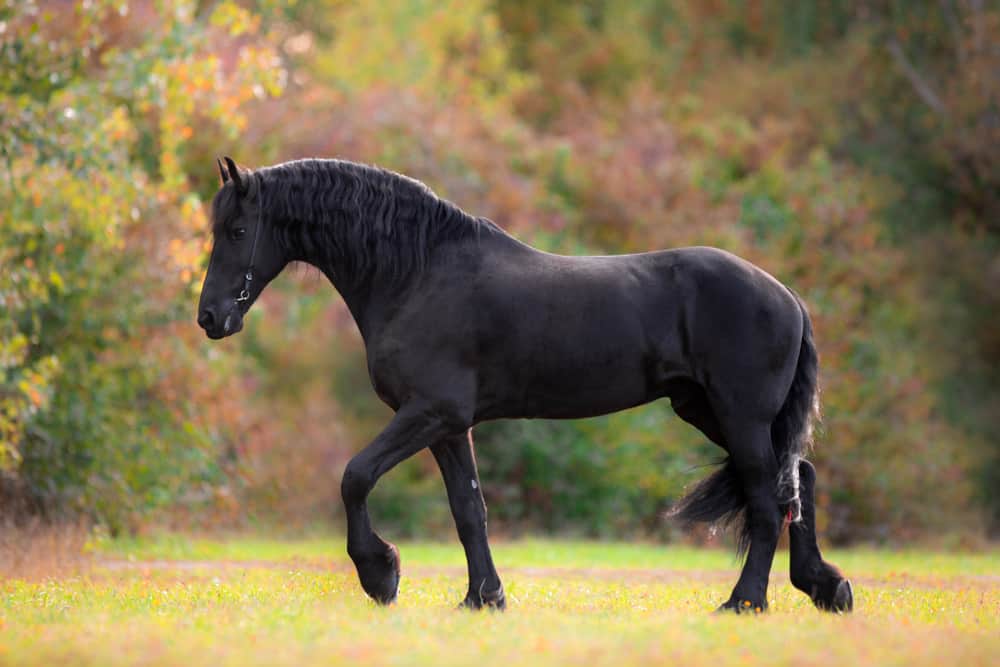 Black Horse Meaning