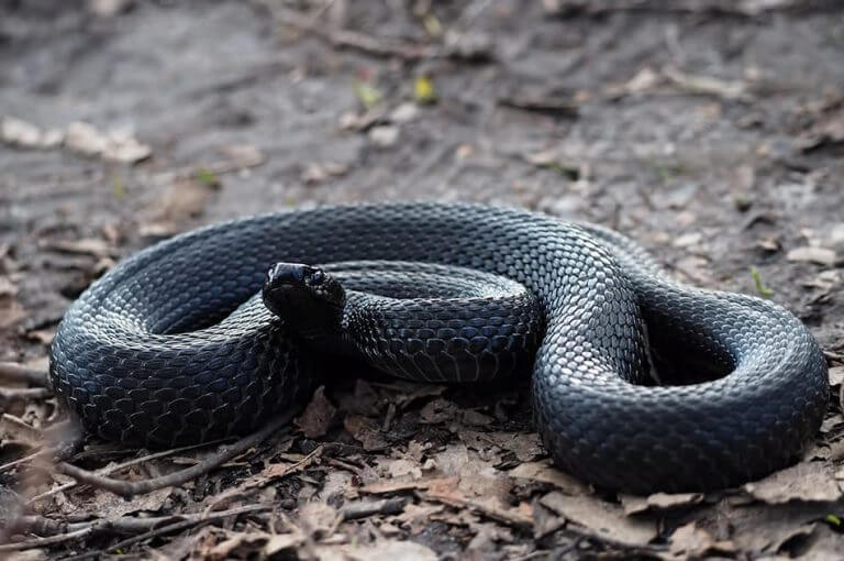 Black Snake Meaning