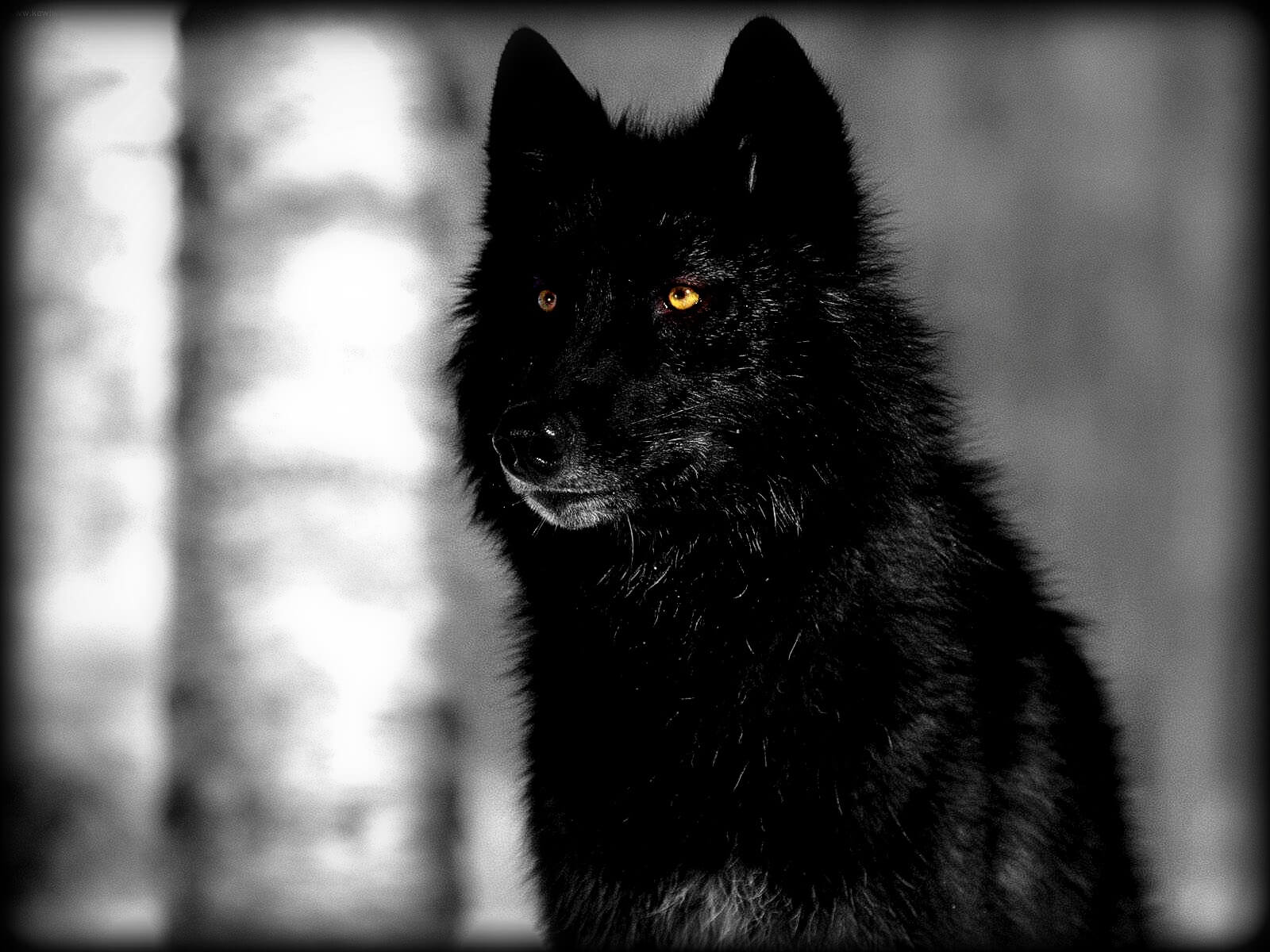 Black Wolf Meaning