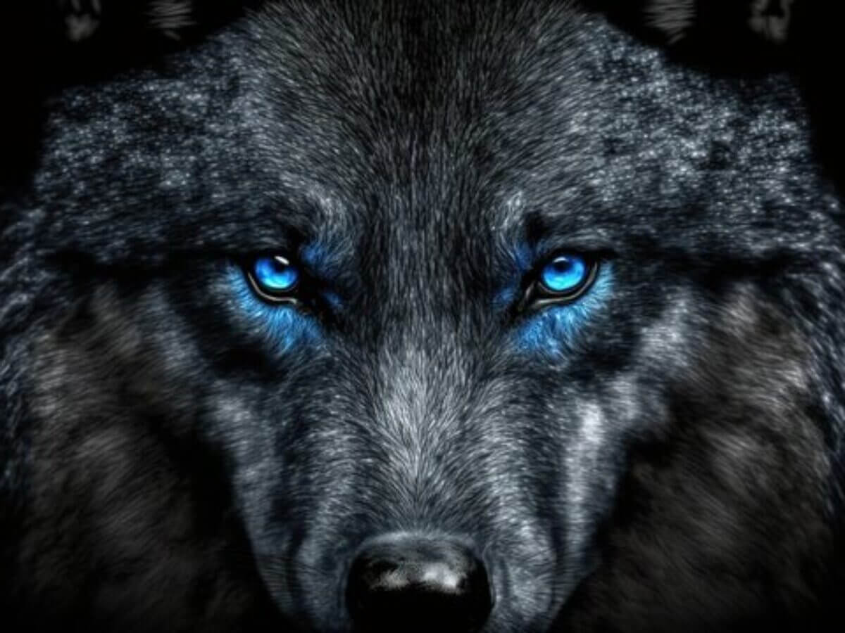 Black Wolf Symbols