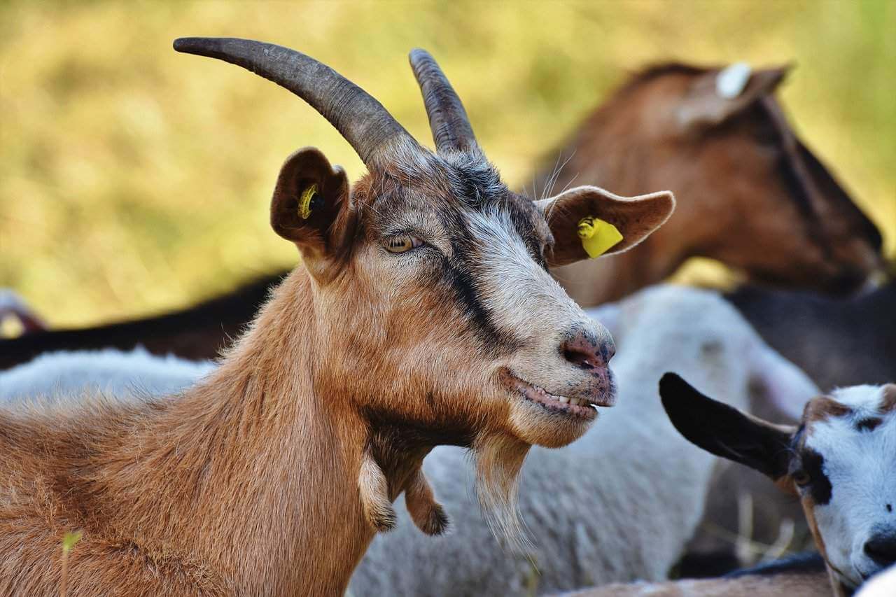 Brown Goat Meaning