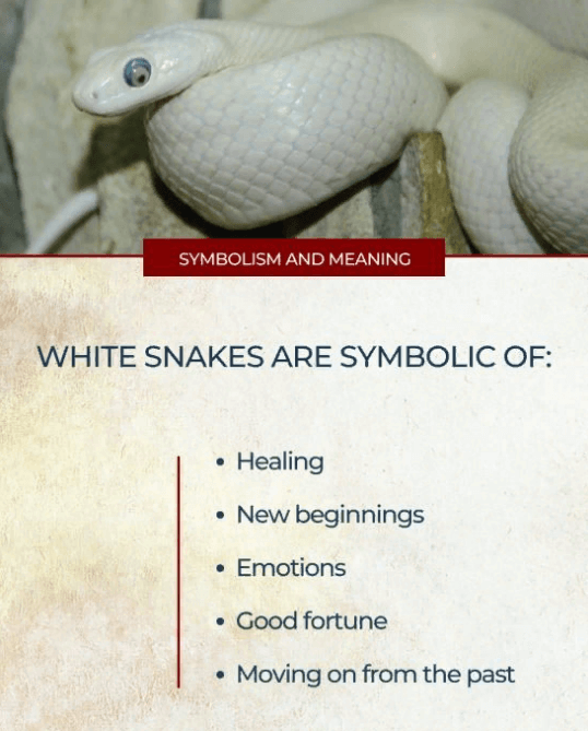 Dreaming of White Snakes