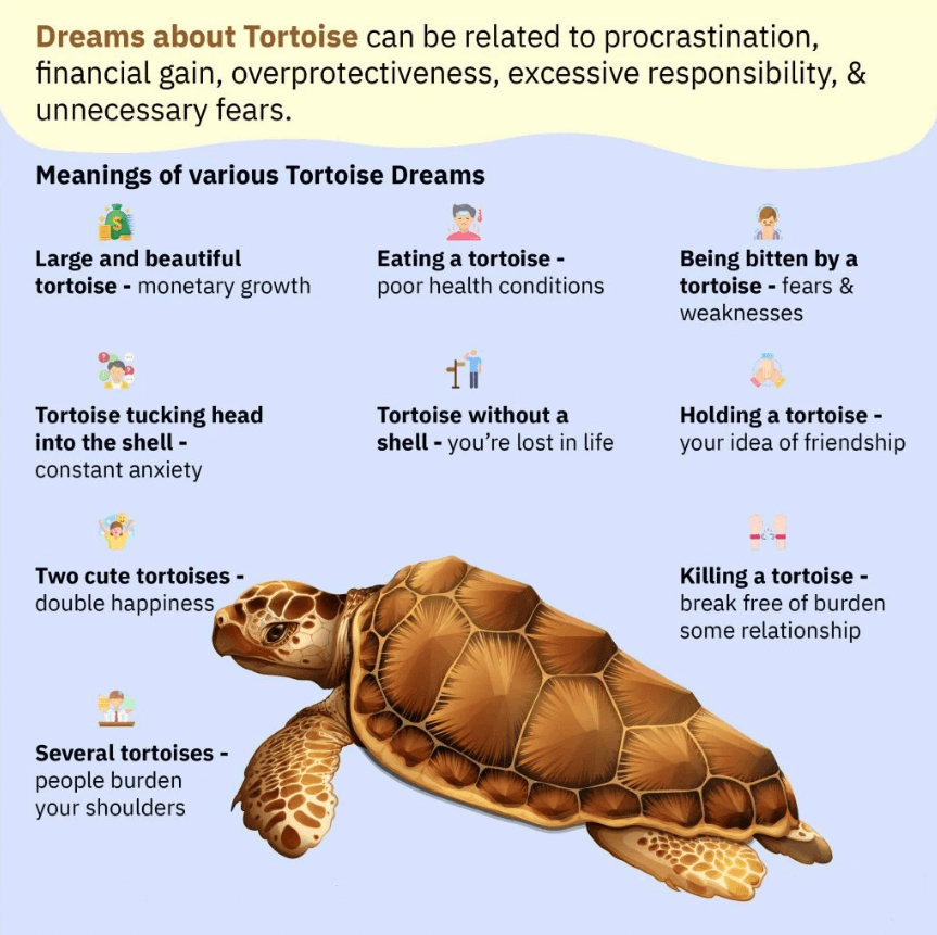 Dreams About Tortoise