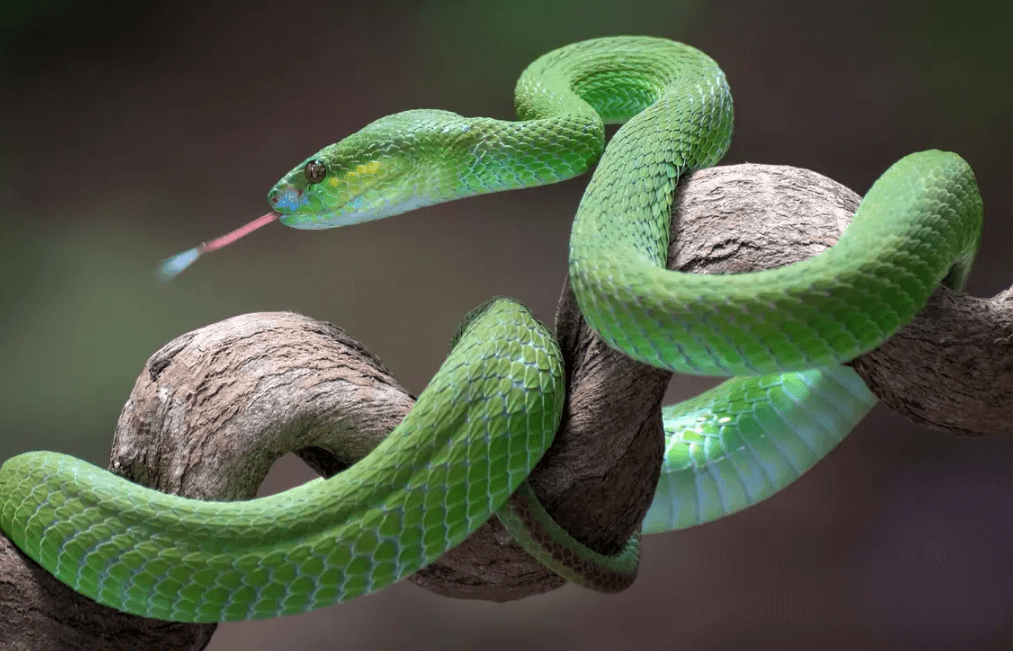 Green Snake Interpretation