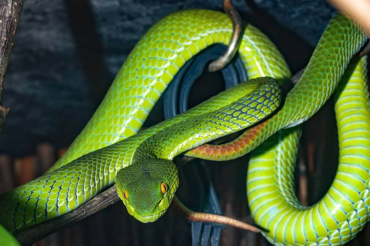 Green Snake Meaning