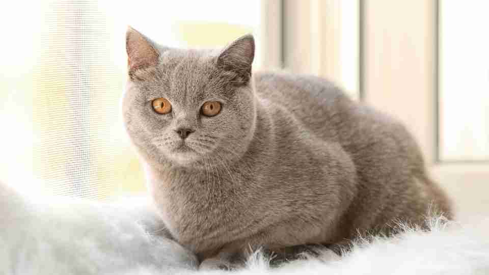 Grey Cat Meaning