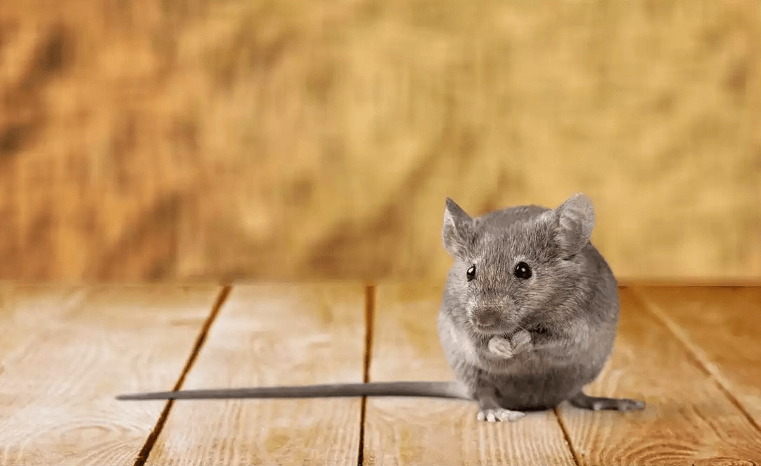 Grey Mouse Interpretation