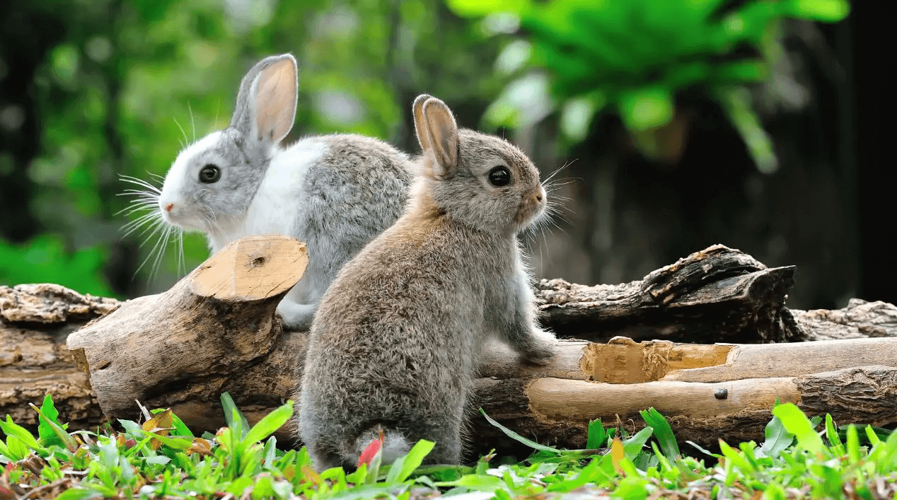 Grey Rabbit Meaning