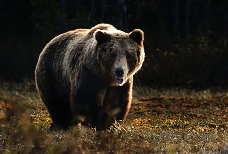 Grizzly Bear Dream Meaning: Symbols and Significance