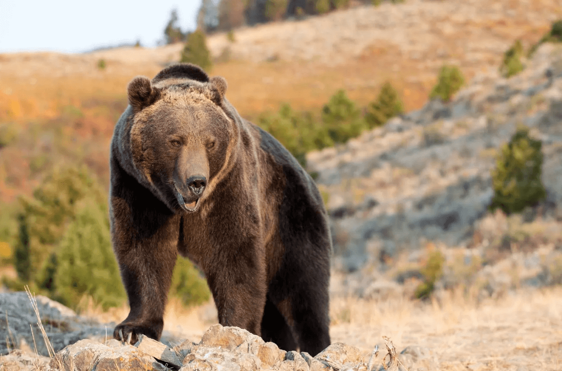 Grizzly Bear Interpretation