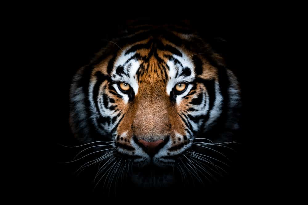 Orange Tiger Meaning