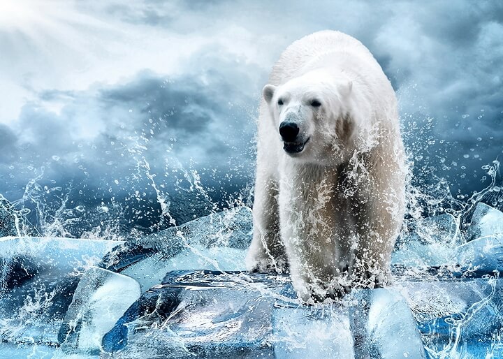 Polar Bear Meaning