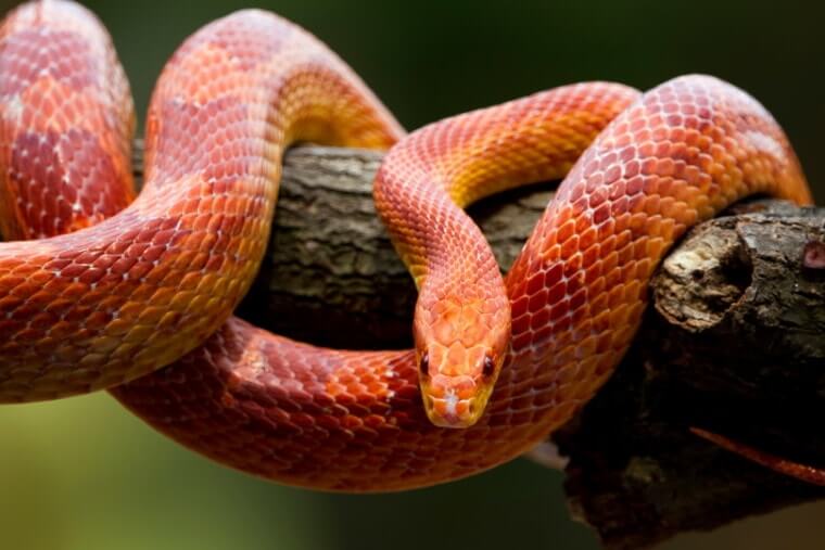 Red Snake Meaning