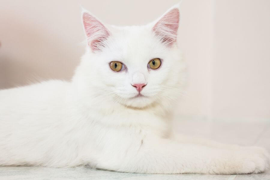 White Cat Meaning