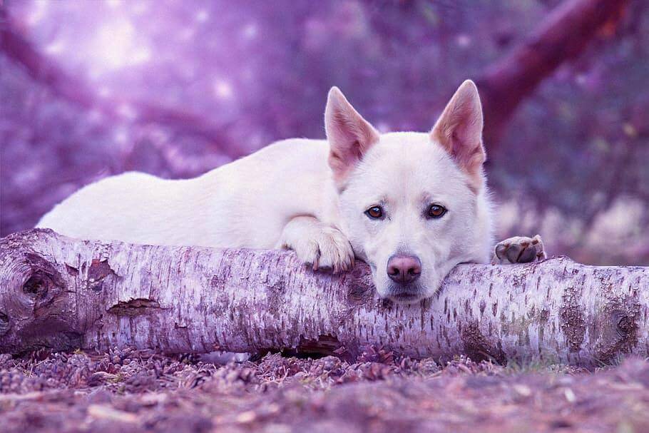 White Dog Meaning