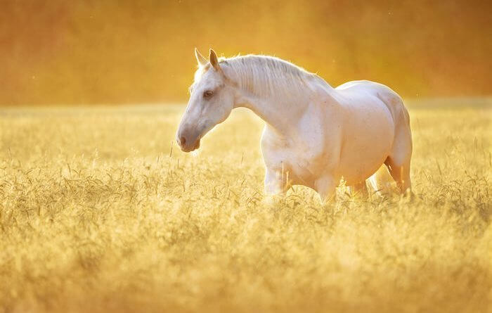 White Horse Interpretation