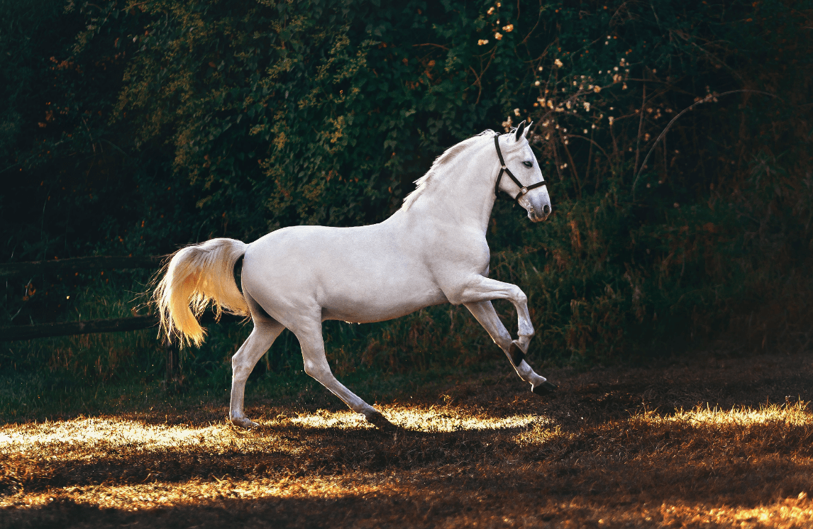 White Horse Meaning