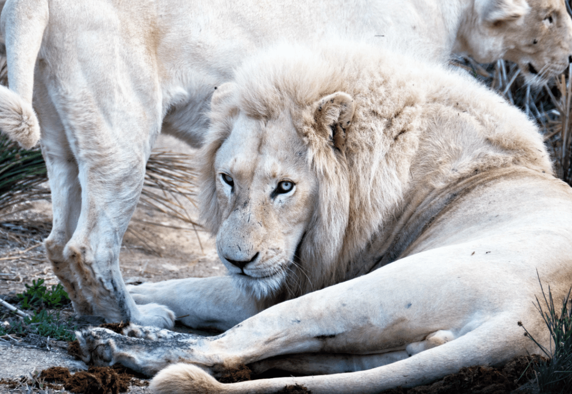 White Lion Meaning