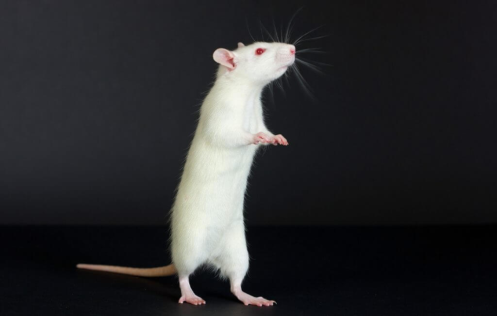 White Rat Meaning