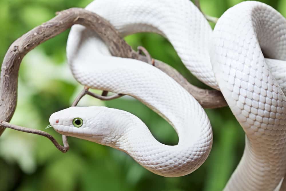 White Snake Interpretation