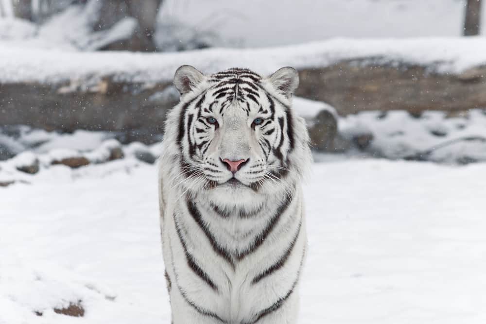 White Tiger Interpretation