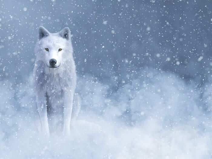 White Wolf Interpretation