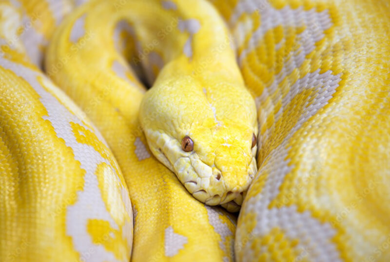 Yellow Snake Interpretation