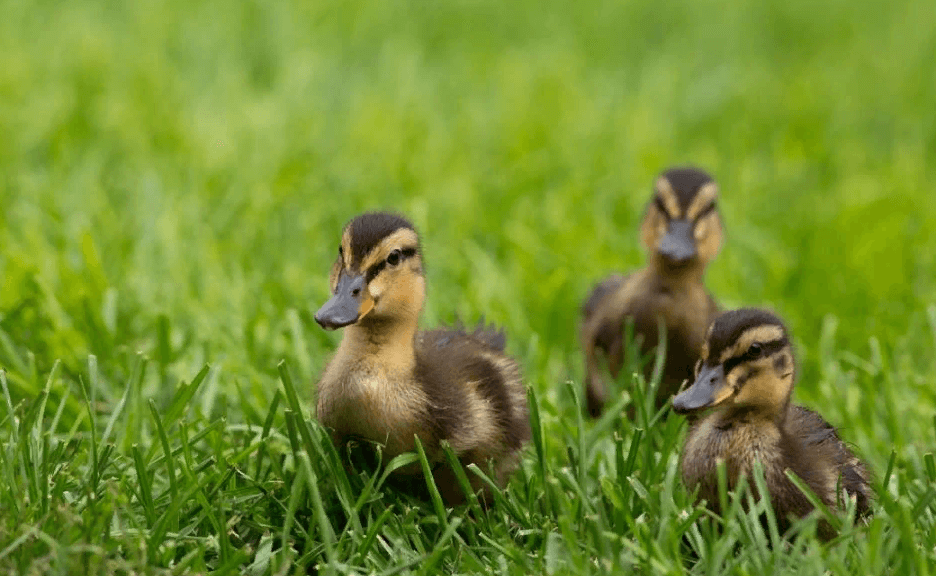Baby Duck Interpretation
