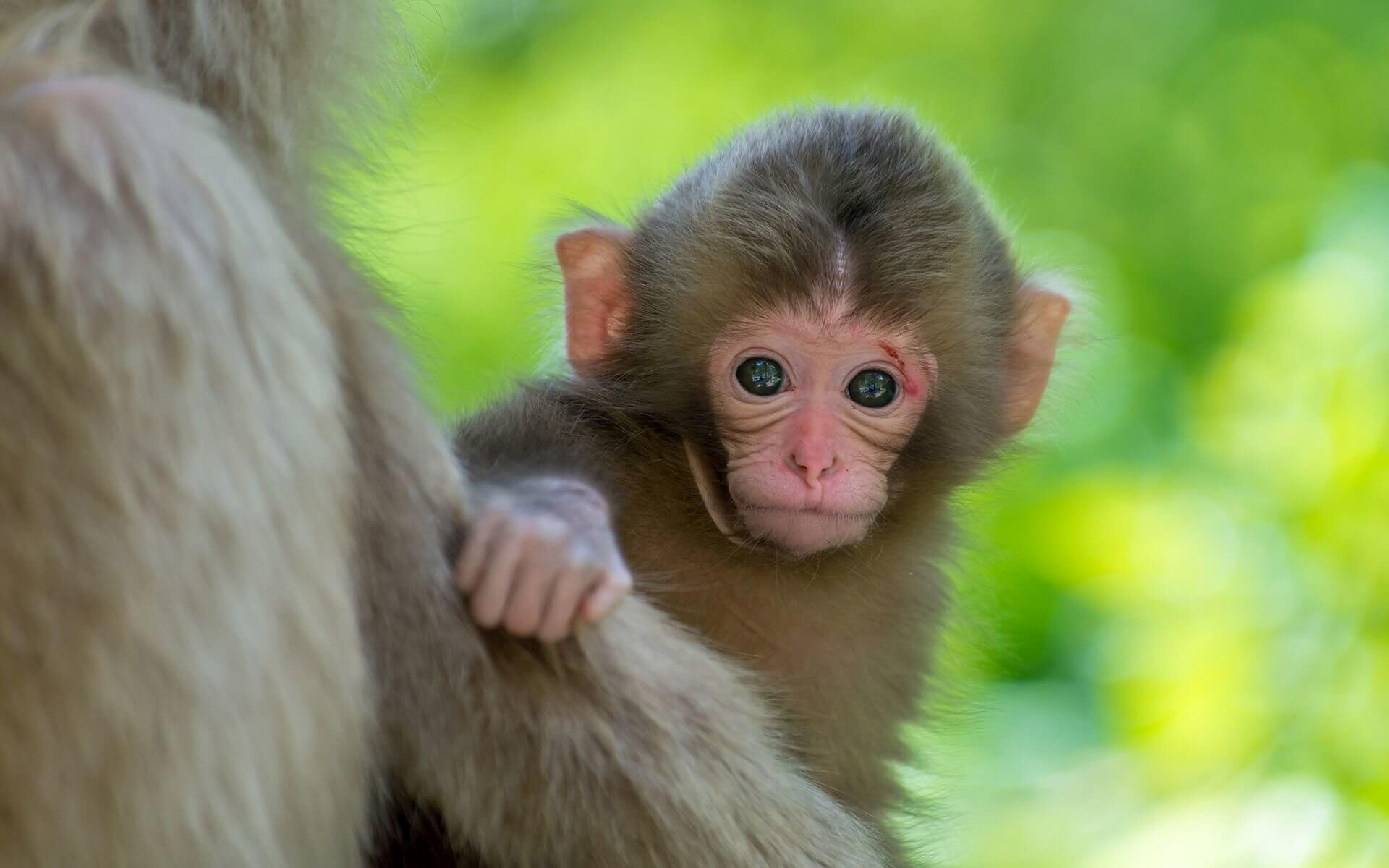 Baby Monkey Dreams