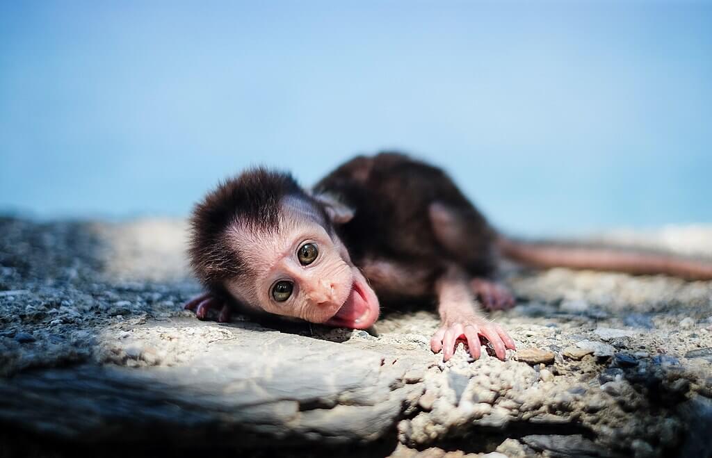 Baby Monkeys in Dreams