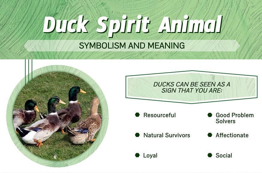 Duck Spirit Animal