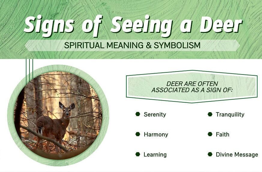 Signs of Seeing a Deer