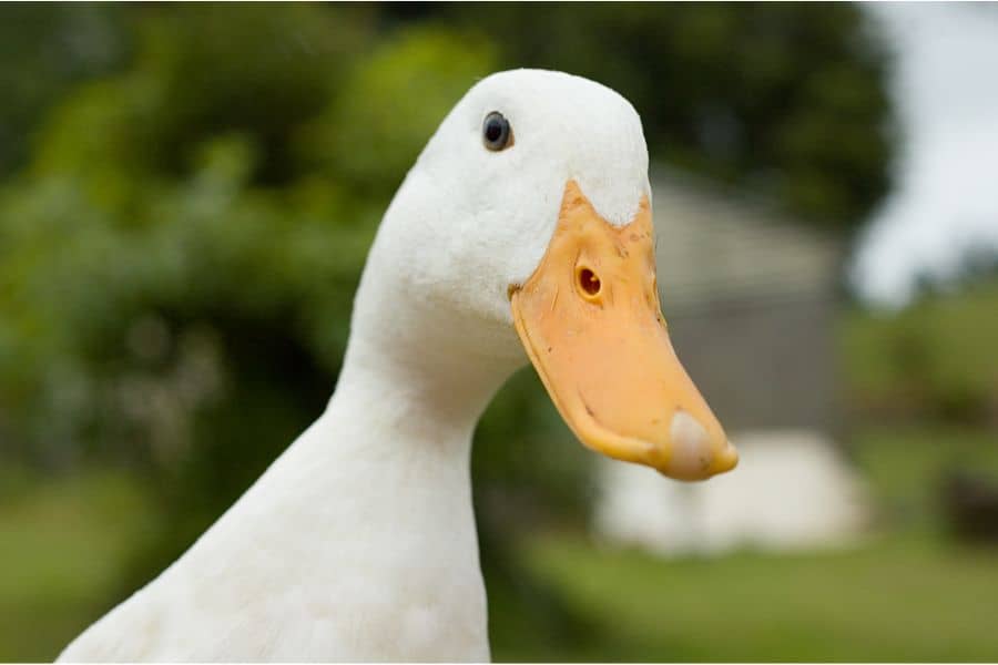 White Duck Spiritual Meaning
