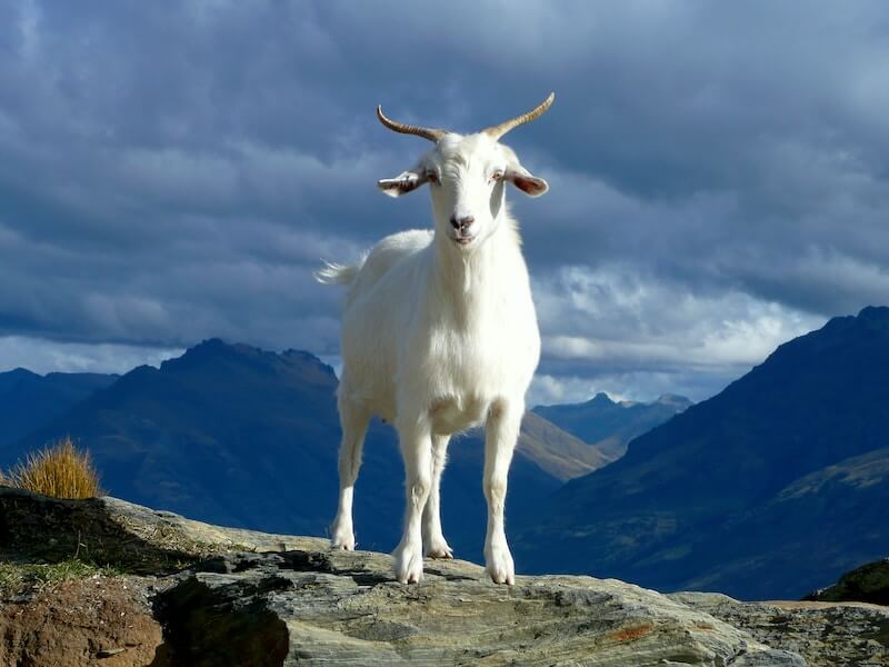 White Goat Interpretation