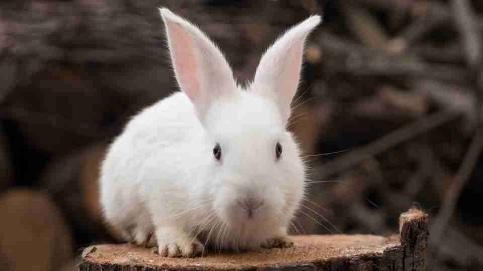 White Rabbit Interpretation