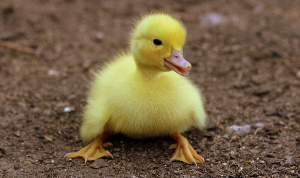 Yellow Duck Spiritual Meaning